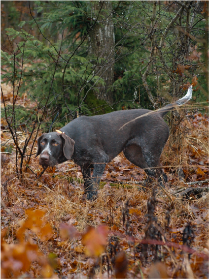 Deutsch Drahthaar Jagdhund beim Vorstehen in herbstlicher Szene bei der Jagdhund Ausbildung Steiermark