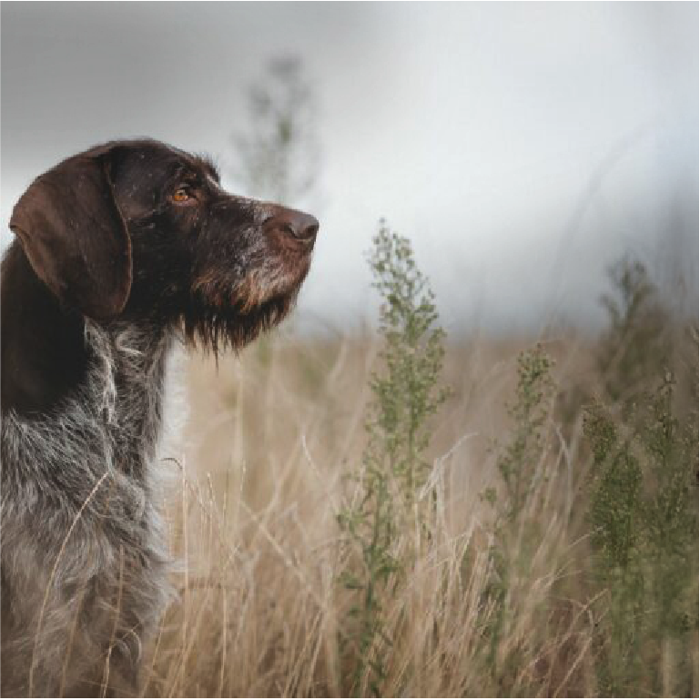 Deutsch Drahthaar Jagdhund Porträt in einem Feld bei Jagdhund Ausbildung in Graz