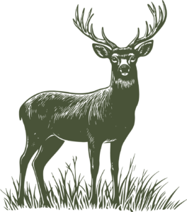 Illustration eines Hirsches in einer Wiese für Jagdhundetrainer Andreas Gomsi
